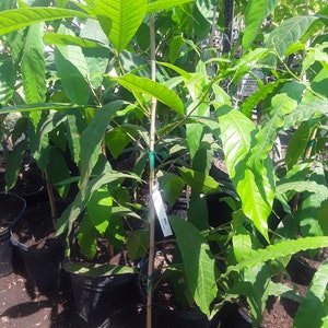 Abiu -  1 Plant - 2 to 3 Feet Tall - Ship in 3Gal Pot