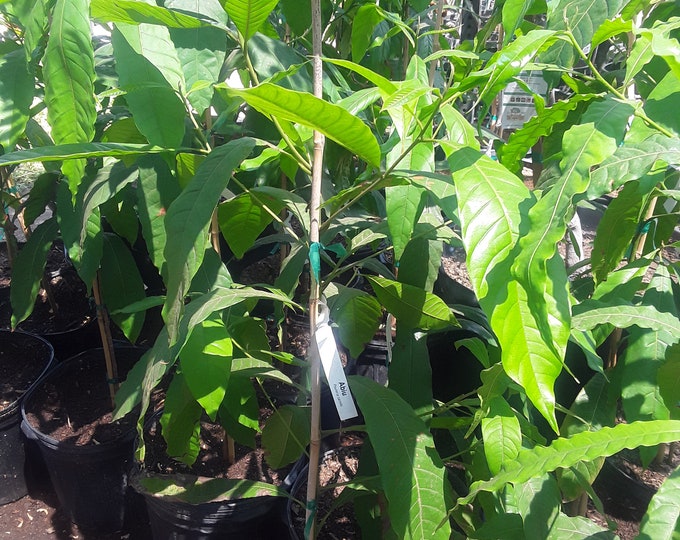 Abiu -  1 Plant - 2 to 3 Feet Tall - Ship in 3Gal Pot