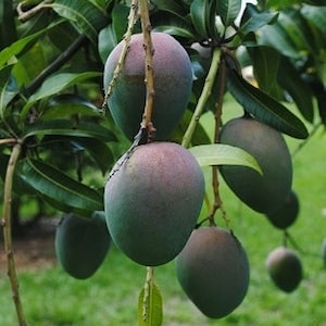 Kent mango tree  - grafted - 1 to 2 feet tall