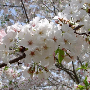 May include: A close-up of a branch of white cherry blossoms in full bloom. The flowers are delicate and have a soft, feathery texture. The branches are thin and graceful, and the leaves are a vibrant green.