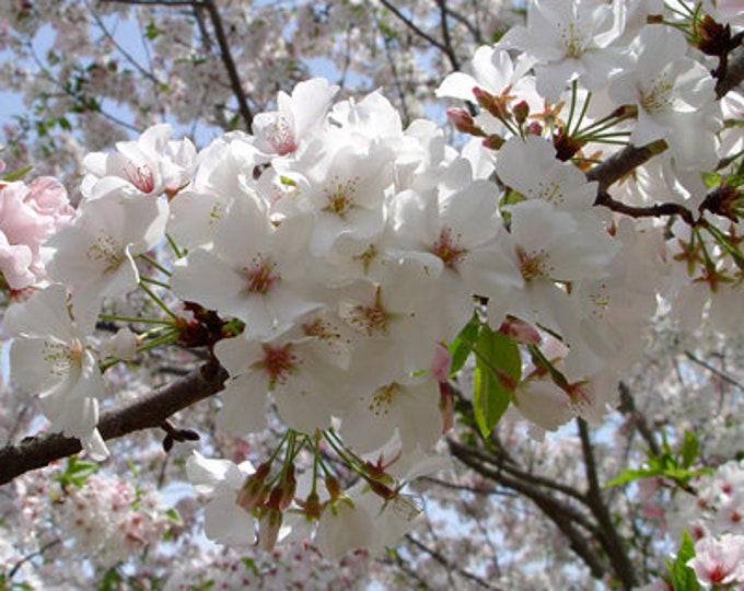 Mount Fuji Japanese Flowering Cherry  - 3 to 4  Feet - Bigger Trunk - Ship in 3Gal Pot