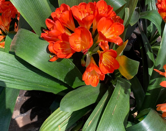 Clivia Orange 1 Live Plant - 4 to 6 leaves - ship in 6" pot