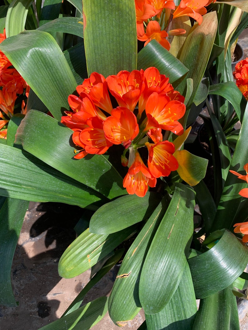 Clivia Orange 1 Live Plant 4 to 6 leaves ship in 6 pot image 1