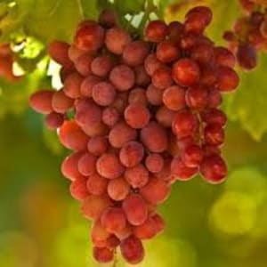 Crimson Seedless grape -  1 plants - 1 feet fall -  ship in 6&quot; pot