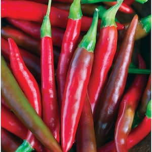 May include: A close-up of a pile of red chili peppers. The peppers are long and thin, with a glossy finish. Some of the peppers have a green stem.