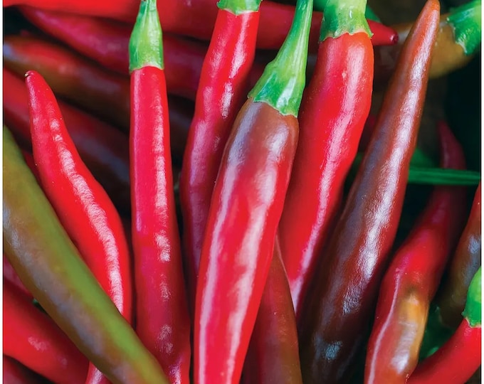 Thai Hot Pepper 1 Live Plant 3” pot