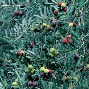 May include: A close-up of a branch of an olive tree with green leaves and ripe olives. The olives are a mix of green, purple, and black.