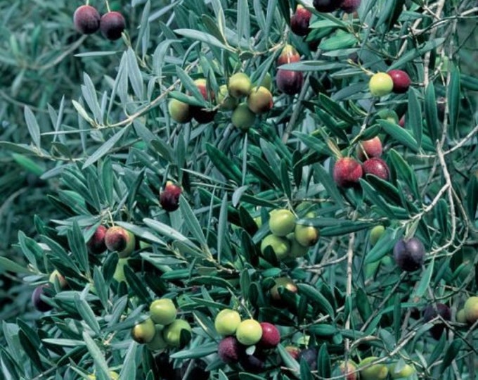 Manzanillo Olive Trees  - 2  Feet Tall - Ship in 6" Pot