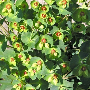 Euphorbia Martini Tiny Tim 1 live plant Ship in 6 Pot image 4