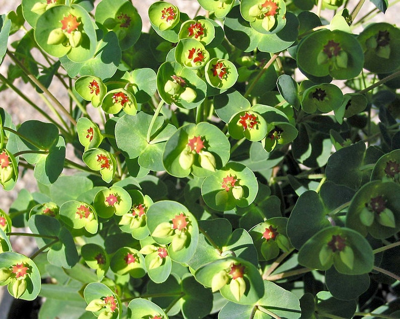 Euphorbia Martini Tiny Tim 1 live plant Ship in 6 Pot image 4