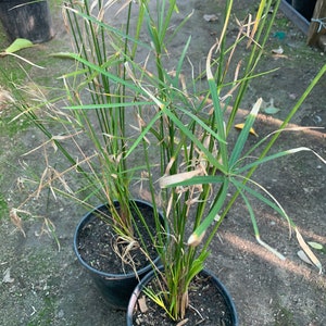Umbrella Palm (Cyperus Alternifolius) Live Plant