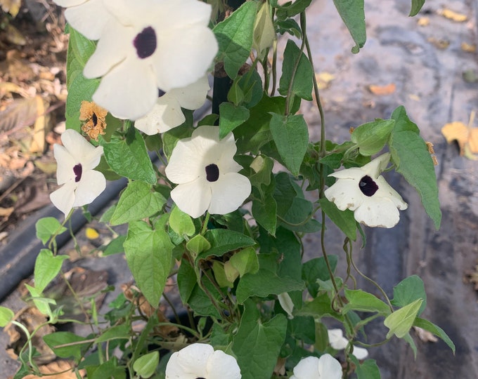 White Thunbergia Alata Vine  Ship in 6" Pot