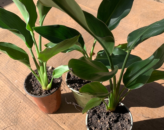 Bird of Paradise (Strelitzia Regina) 1 live Plant 6” cup