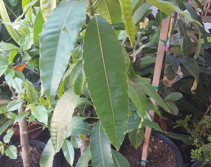 Nam doc mai mango tree  - thai mango - 2 to 3  feet tall -  ship in 3 gal pot