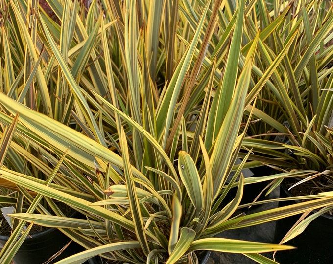 Phormium ‘Alison Blackman’ 1 Live Plant  Ship in 6" Pot