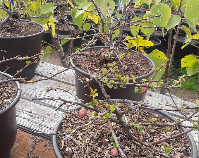 Flowering Quince (Chaenomeles Speciosa)  #2- Ship in 6" Nursery pot