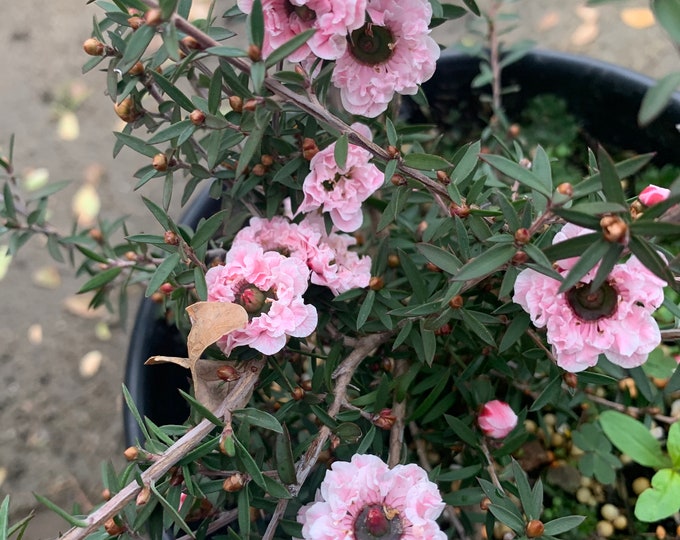 Leptospermum Scoparium ‘Apple Blossom’  Ship in 6" Pot