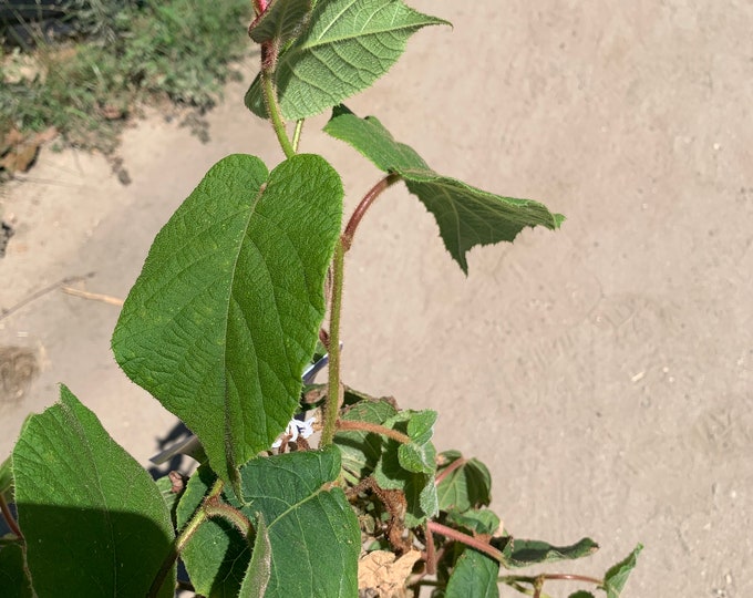 Kiwi “Sweet N Solo” Live Plant 1-2 ft tall ship in 6” pot