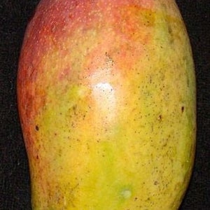 Valencia pride mango tree   - 1 to 2  feet tall -  ship in 3 gal pot