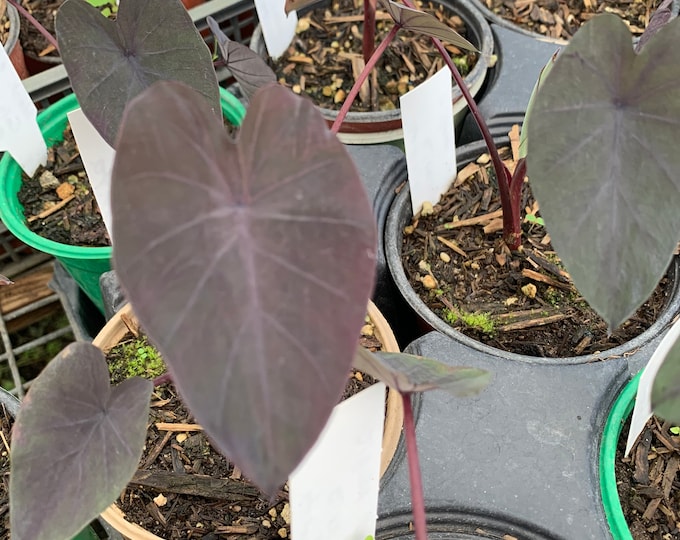 Colocasia Esculenta ‘Black Magic’ Starter Plant 4” Pot