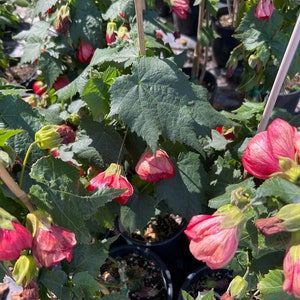 Abutilon ‘Jerry’s Red Wax’-1-2 ft tall ship in 1 gal pot
