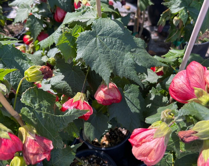 Abutilon ‘Jerry’s Red Wax’-1-2 ft tall ship in 1 gal pot