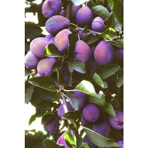 May include: A close-up of a plum tree branch laden with ripe, purple plums. The plums have a dusty, waxy coating and are surrounded by green leaves. The image is well-lit, highlighting the texture and color of the fruit.