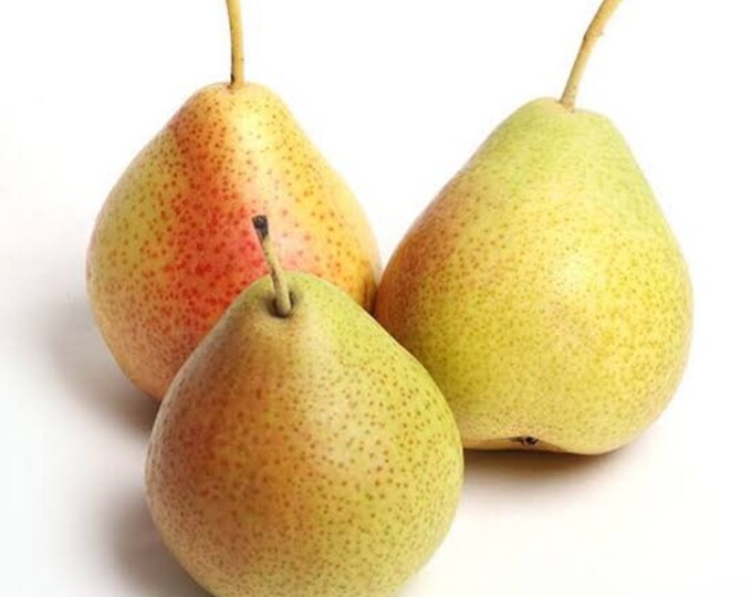 Bartlett Pear Tree - 4 Feet Tall - Bigger Trunk - Ship in 3Gal pot