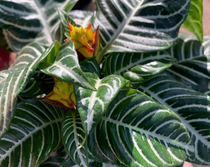 Zebra Plant (Aphelandra Squarrosa)  Ship in 6" Pot