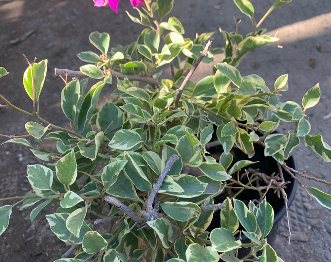 Blueberry Ice Bougainvillea  Ship in 6" Pot