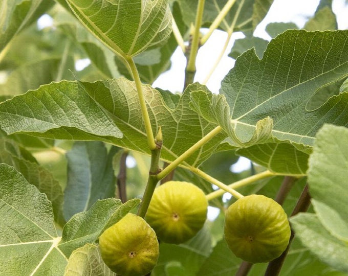 Kadota Fig - 1 Plant - 1 feet Tall - Ship in 6" Pot