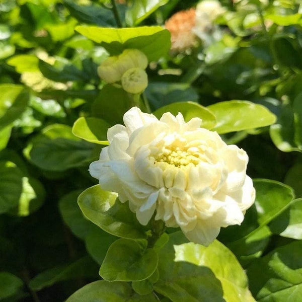 Grand Duke Jasmine Live plant  2 feet tall - Ship in 1gal Pot