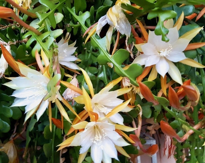 Epiphyllum Anguliger -live plant 1-2ft ship in 6”pot