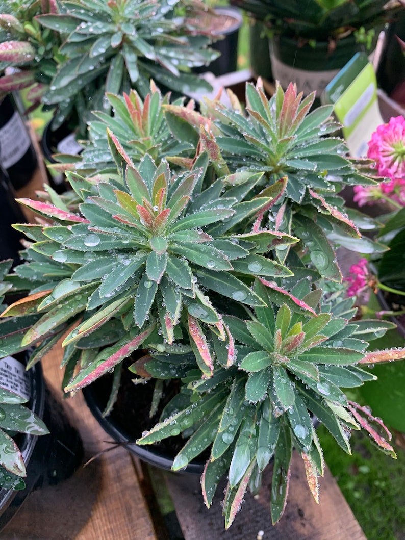 Euphorbia Martini Tiny Tim 1 live plant Ship in 6 Pot image 2