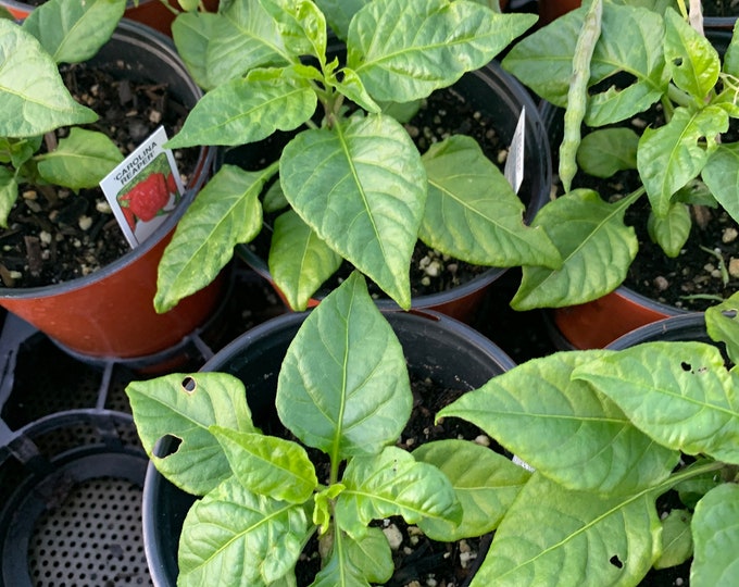 Carolina Reaper Pepper1 Live Plant 3” pot