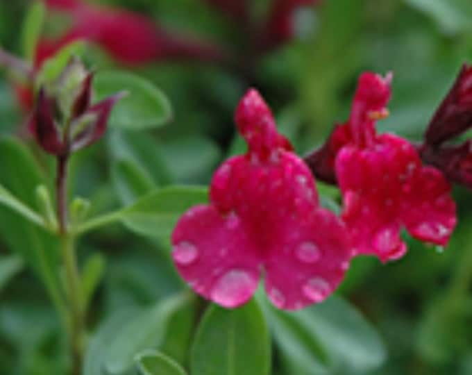 Salvia greggii 'Furman's Red'- 1ft tall ship in 1gla pot