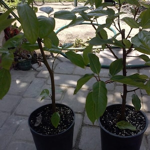 May include: Two potted green plants with dark green leaves in black pots on a gray brick patio.