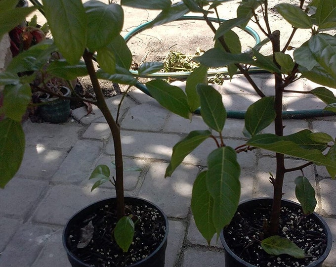 Ficus racemosa - cluster fig tree - cây sung - 1 plant - 1  feet tall - ship in 1 gal pot