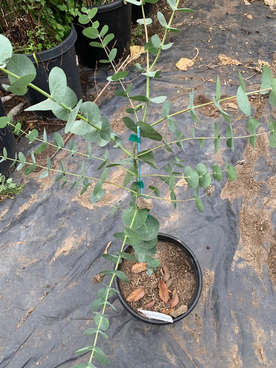 Silver Dollar Eucalyptus Leaves Turning Brown edu.svet.gob.gt