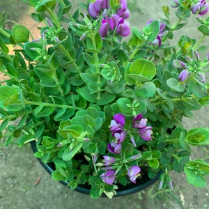 May include: A potted plant with green leaves and purple flowers. The plant is in a black pot and is sitting on a gravel surface.