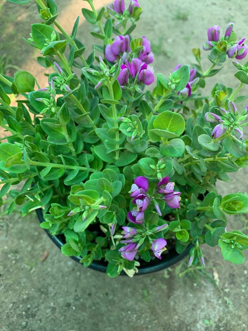 Petite Butterfly Sweet Pea Bush Polygala Fruticosa 1 Live Plant 1 Gallon Pot image 1