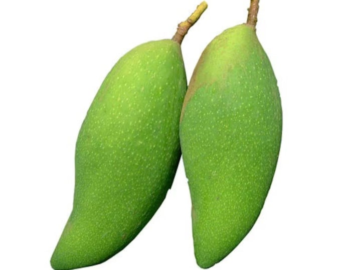 Xoai Tuong Mango Tree - grafted tree   - 1 feet tall -grafted - ship in 6" Pot