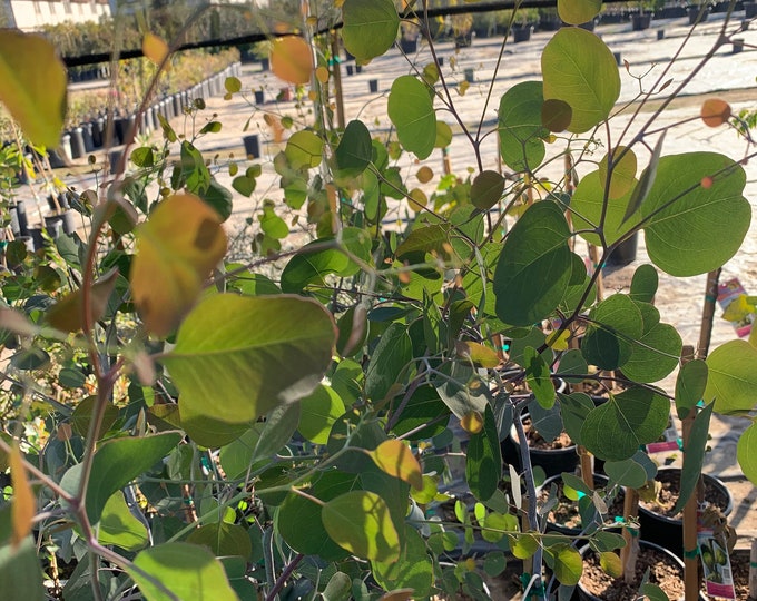 Eucalyptus Polyanthemos ‘Silver Dollar Gum’ 3 Feet Tall - Ship in 6" Pot