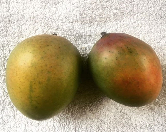 Sugar Loaf  Mango Tree - grafted tree   - 1 feet tall -grafted - ship in 6" Pot