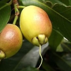 Rose Apple ( Syzygium Jambos) Live plant, 1  Feet Tall  Ship in 6&quot; Pot