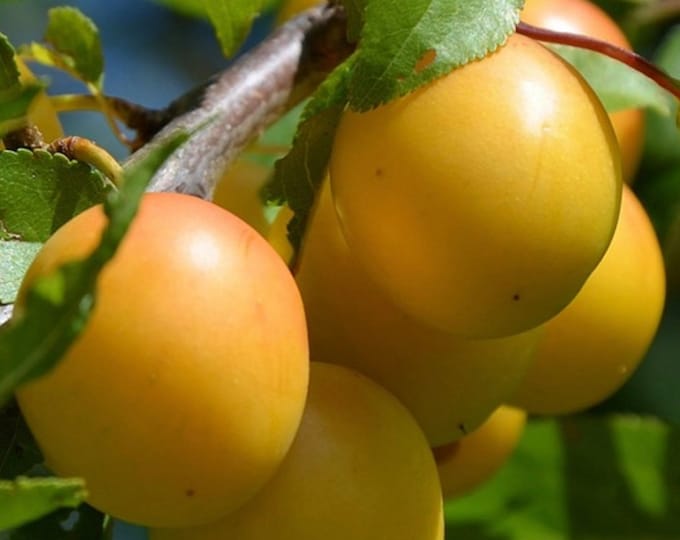 Plum ‘golden nectar’ - 3 to 4 Feet Tall ship in 3gal pot
