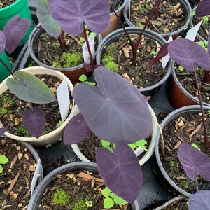 Colocasia ‘Black Coral’ Starter Plant 4” pot