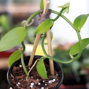 May include: A close-up of a potted vanilla plant. The plant has bright green leaves and a long, winding stem supported by two wooden stakes. The pot is black and filled with soil and small white pebbles.