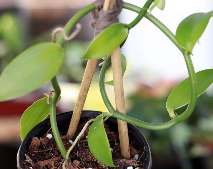 Vanilla  Vine Orchid - 1 Feet  tall - Ship in 6" pot