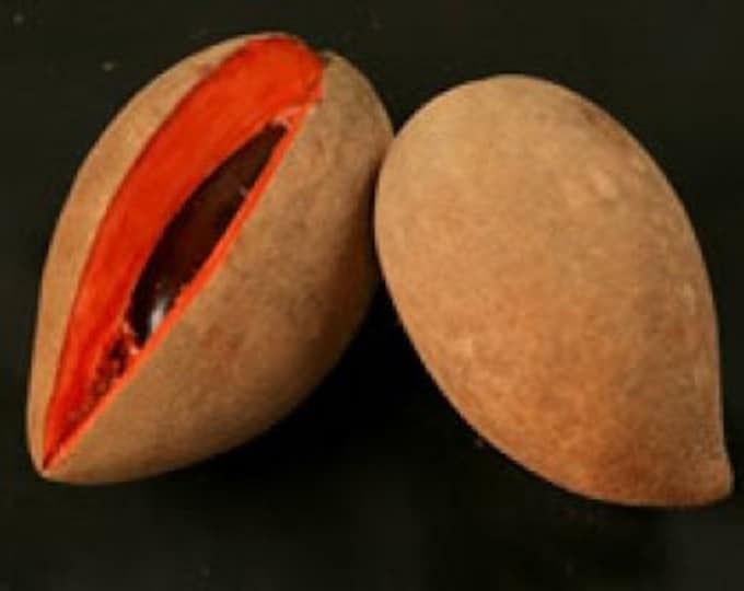 Mamey - grafted tree -1 to 2 feet tall - ship in 3gal pot